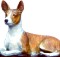 Basenji