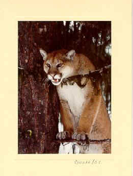Cougar Photographs
