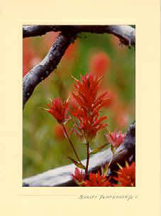 scarletpaintbrush.jpg (11098 bytes)